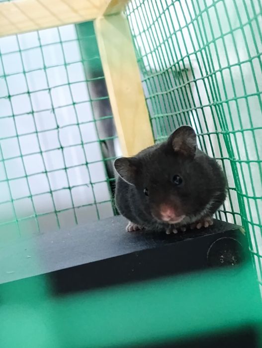 Хамяк сотилади Она бола