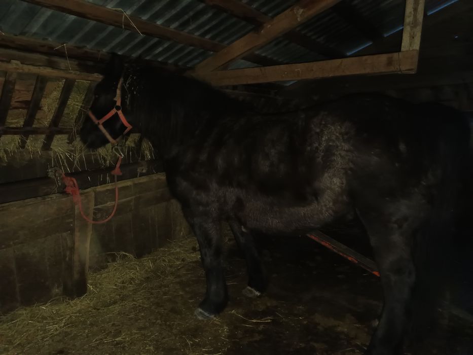 Vând o iapă Neagră