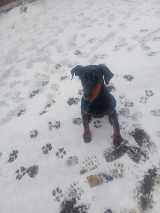 Vând doberman mascul de 6 luni de