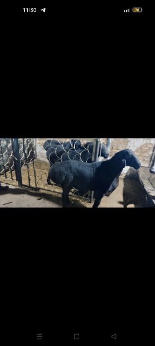 Койлар бор.qochqorlar bor.aqiqa va marosimlar uchun.
