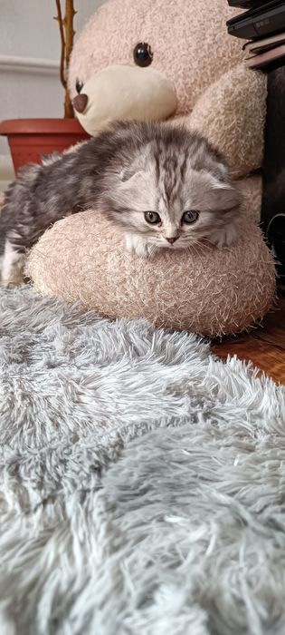 Котята шотландцы