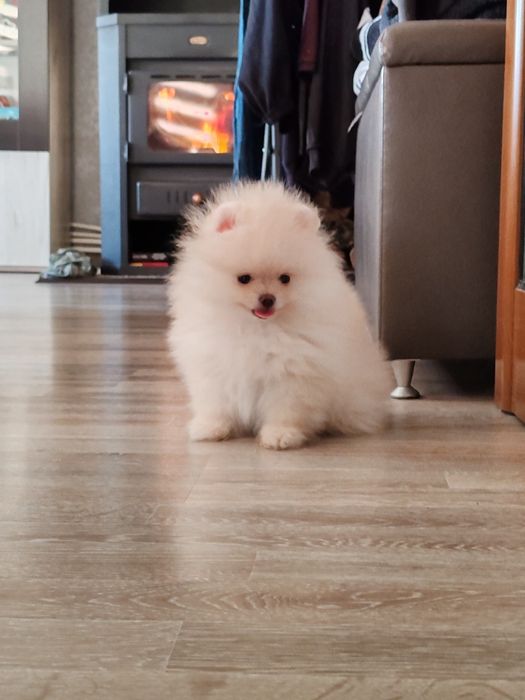 Померан мини  мъжки