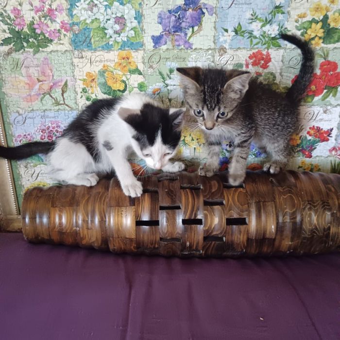 Котята в добрые руки!