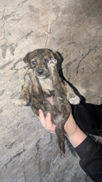 Щенки мальчики ищут дом