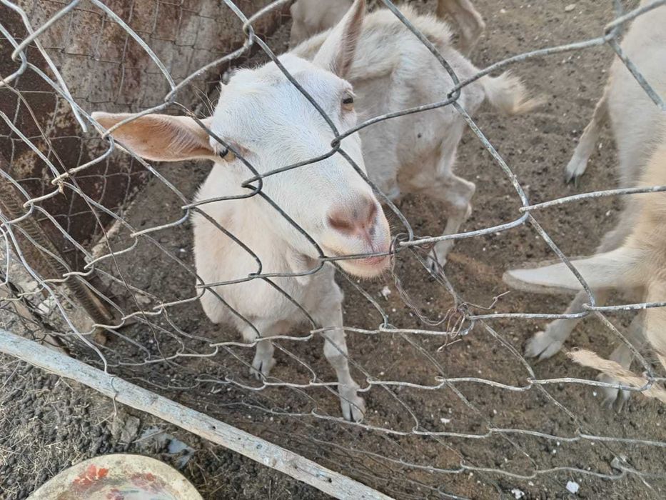 Екі ешкі лағымен сатылады