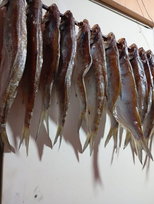 Продам рыба Ребец копчёный сушеные