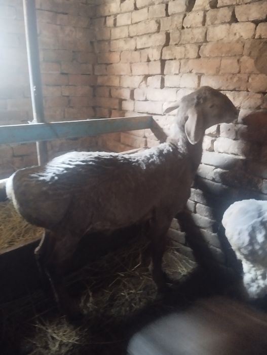 Продам гиссар  в