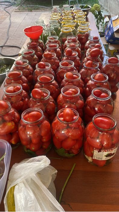 Очень вкусные помидоры.