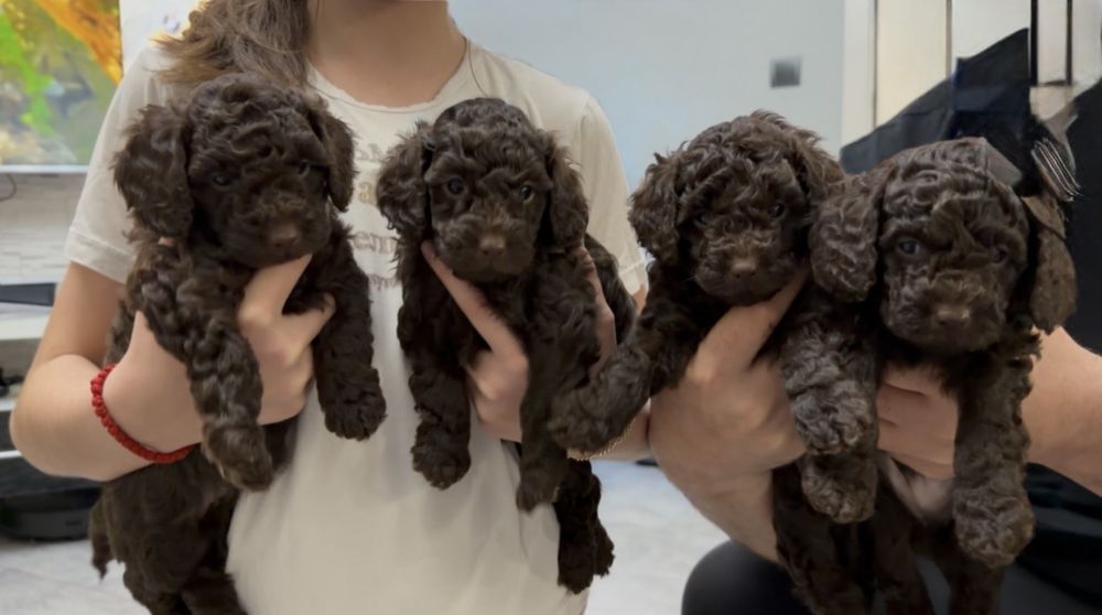 Шоколадови мини пудели