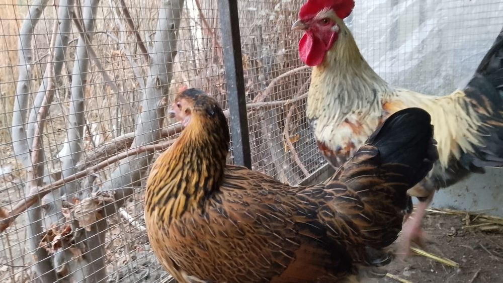 Tovuqlar xuruzlar bor