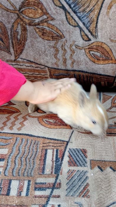 Кролик декаративныи