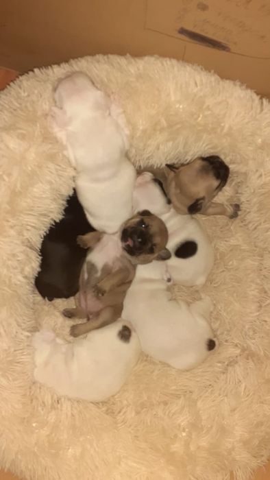 Француз в расцвете сил.