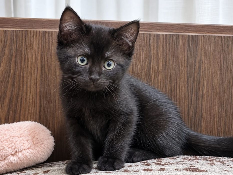 Отдам котят, Турксибский район