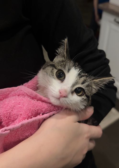 котенок в добрые руки