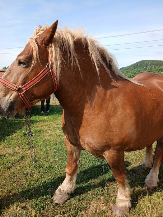 Iapă din herghelia Fitero