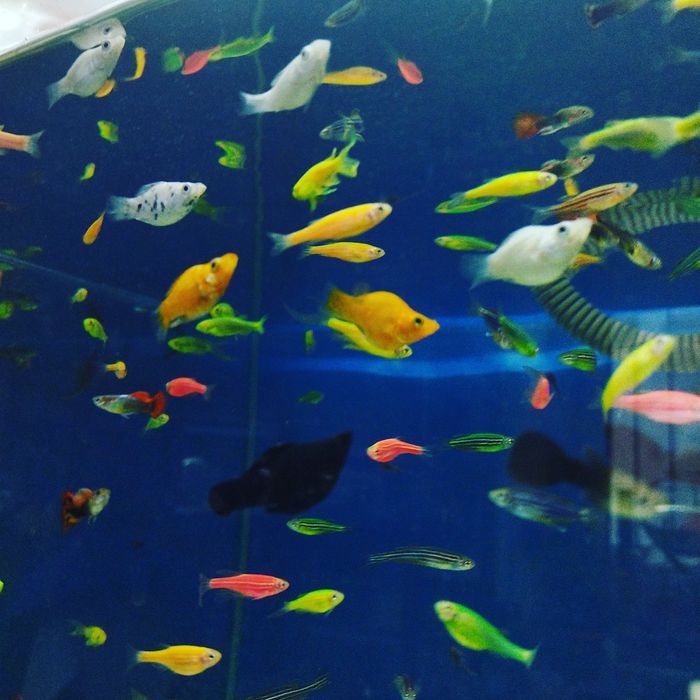 Аквариум алматы купить.НавоиФрунзе