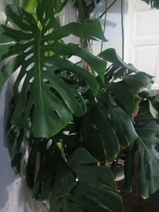 Monstera - dekor uchun ideal o‘simlik