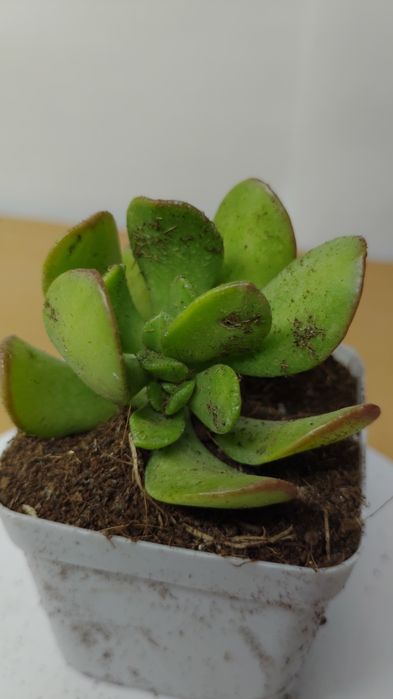 Суккулент эхеверия