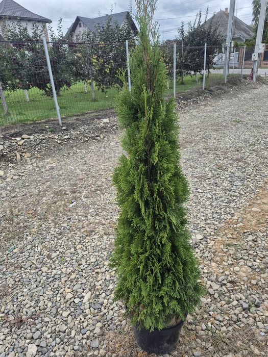 Tuia smaragd diferite dimensiuni