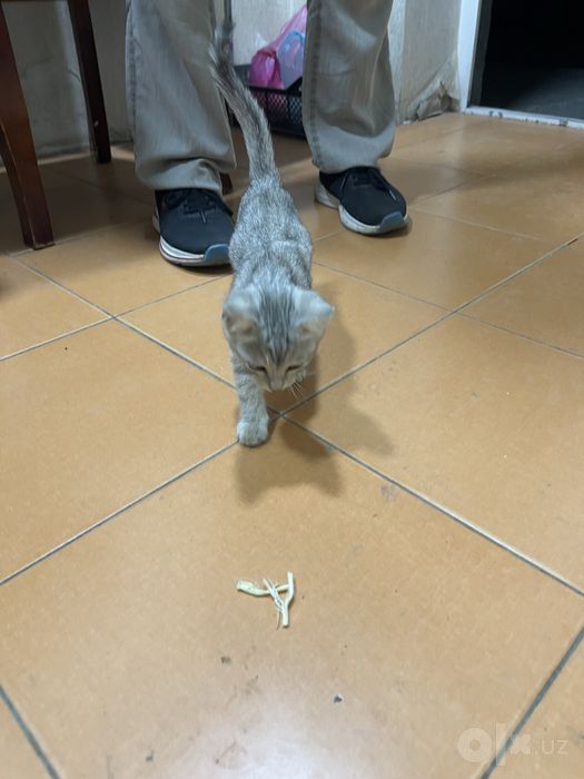 Chiroyli mushuk