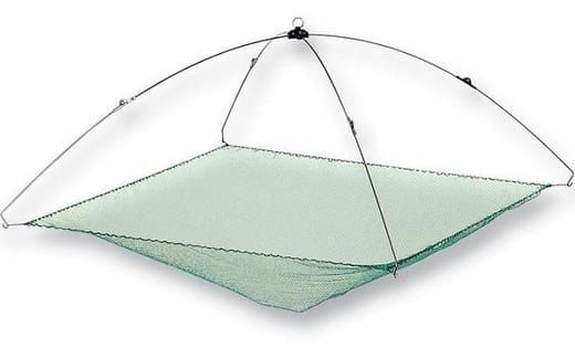 Паук рыболовный фото Паук рыболовный фото