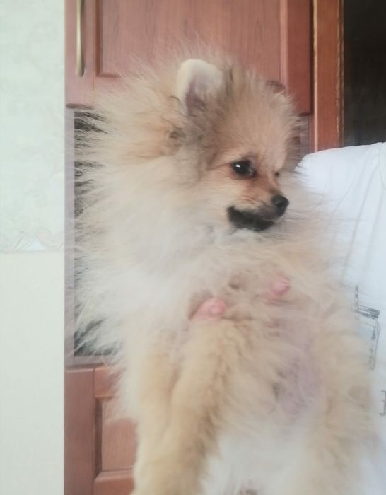 Продам мишек померашек