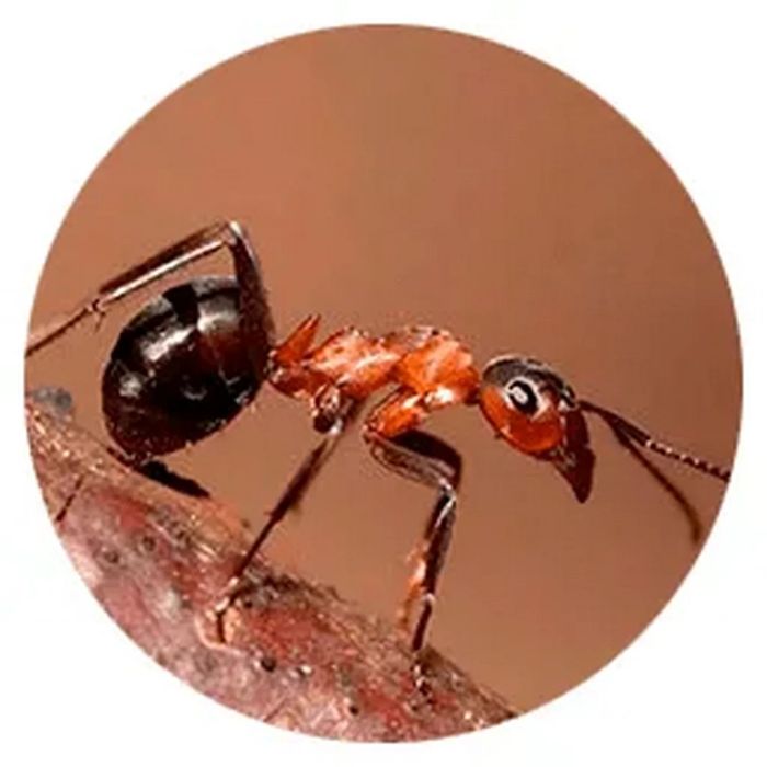 Дезинфекция (dezinfeksiya)дезинфекция Самарканд ш.