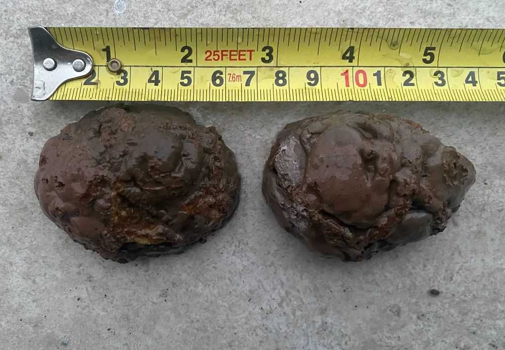 nodul de agate Thunderegg Oregon SUA, splendid