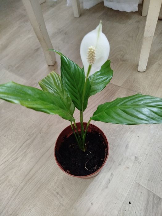 Комнатные цветы разные