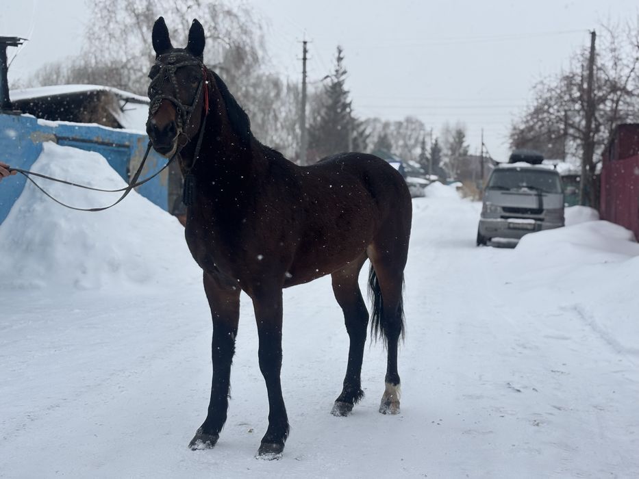 Продам чистокровного жеребца