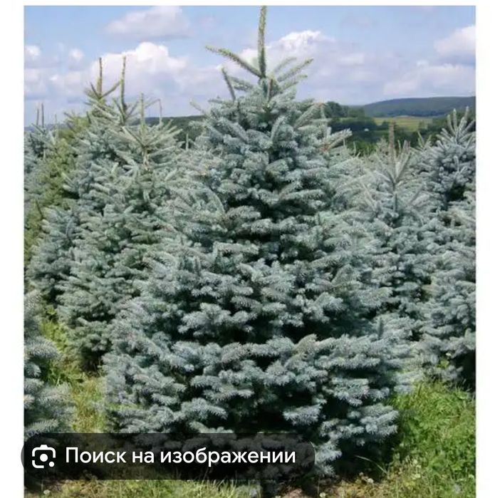 Продам хвойные деревья
