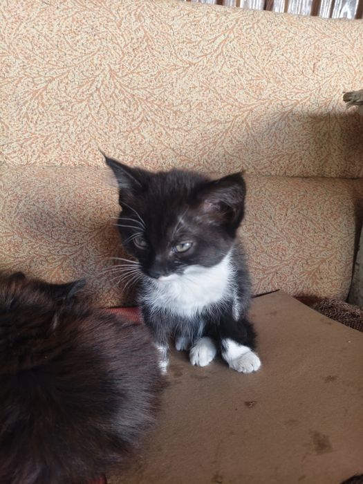 Котят  месячных подарим