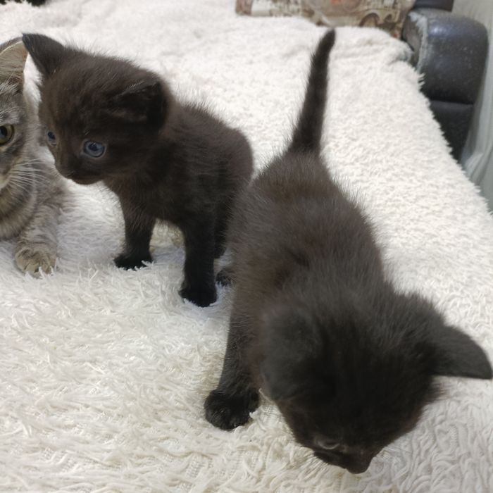 Отдам котят в хорошие руки