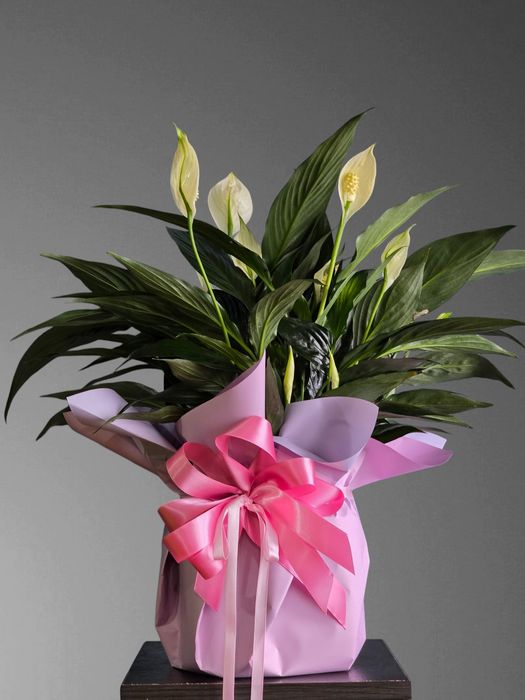 Спатифиллум (Женское Счастье) Цветы Гуллар Орхидеи Комнатные Растения