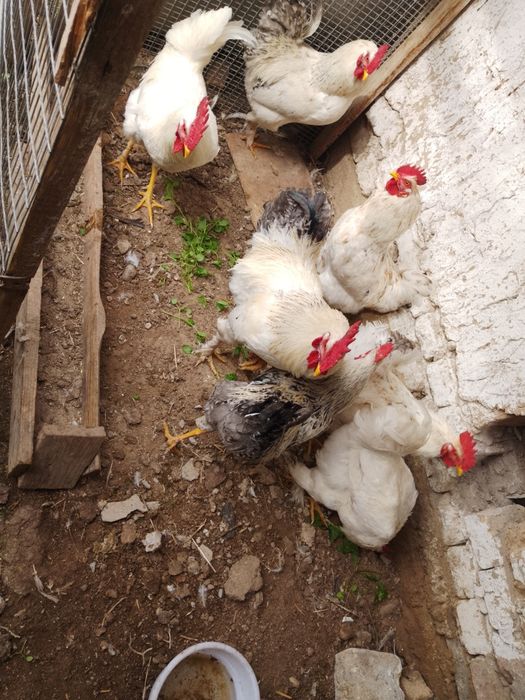 Молодые петухи 7 штук