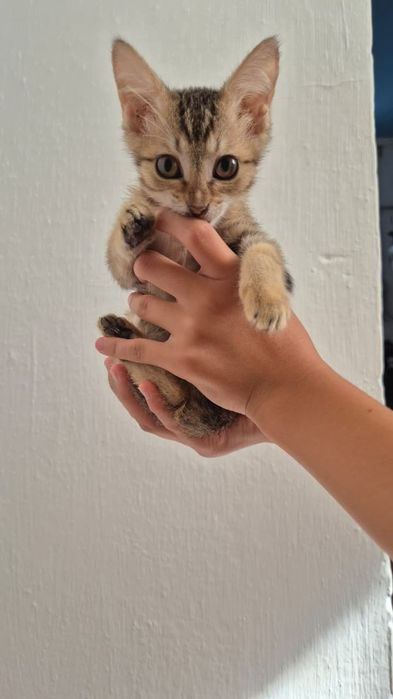 Марғаулар беремін