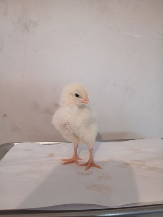 Цыплята бройлеры