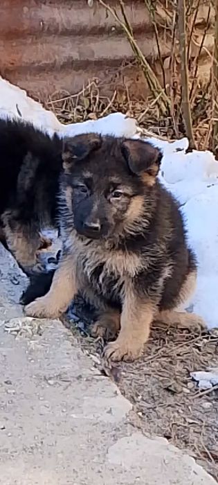 Продам щенков немецкой овчарки