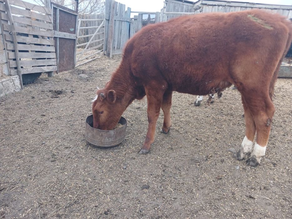 Продам Телята ,1годик