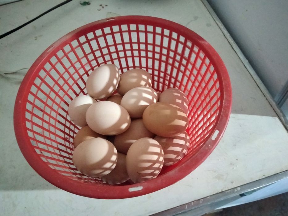 Satilmadigan Damashni tuqimlarbor