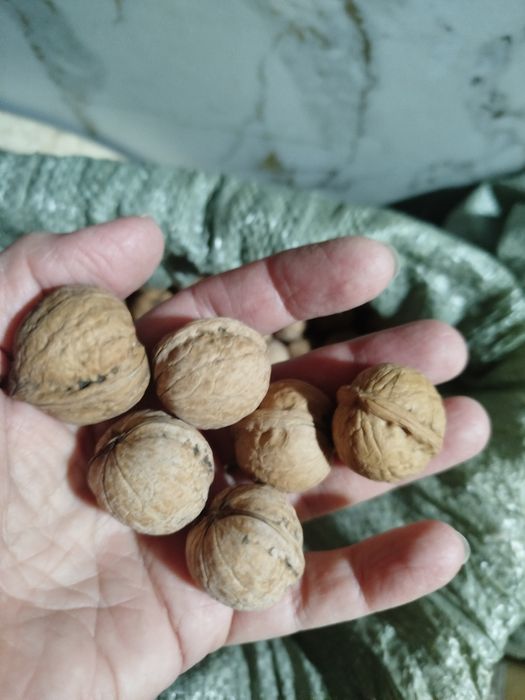 Продам орехи грецкие