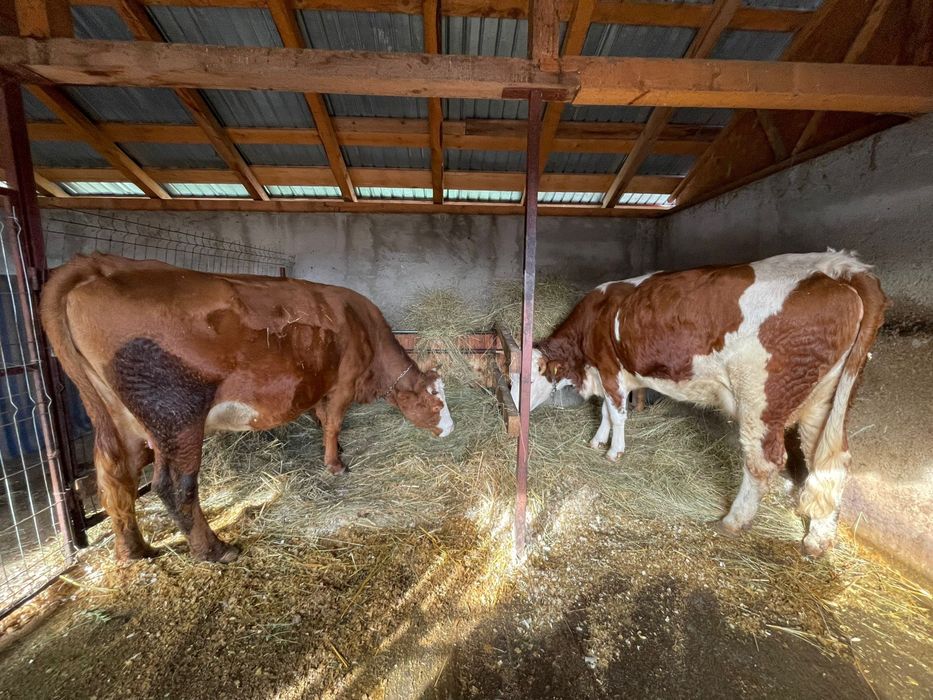 Vând două vaci, împreună sau separat