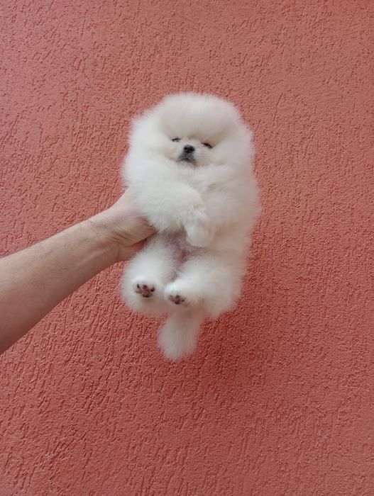 Миниатюрно момиче. Мини Померан. Реални снимки!!!
Померан. Реални