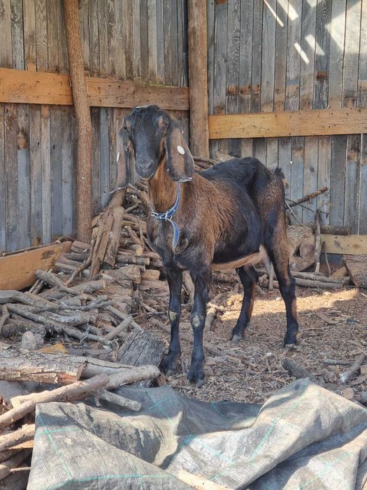 Țapi Anglo Nubian cu certificat de origine