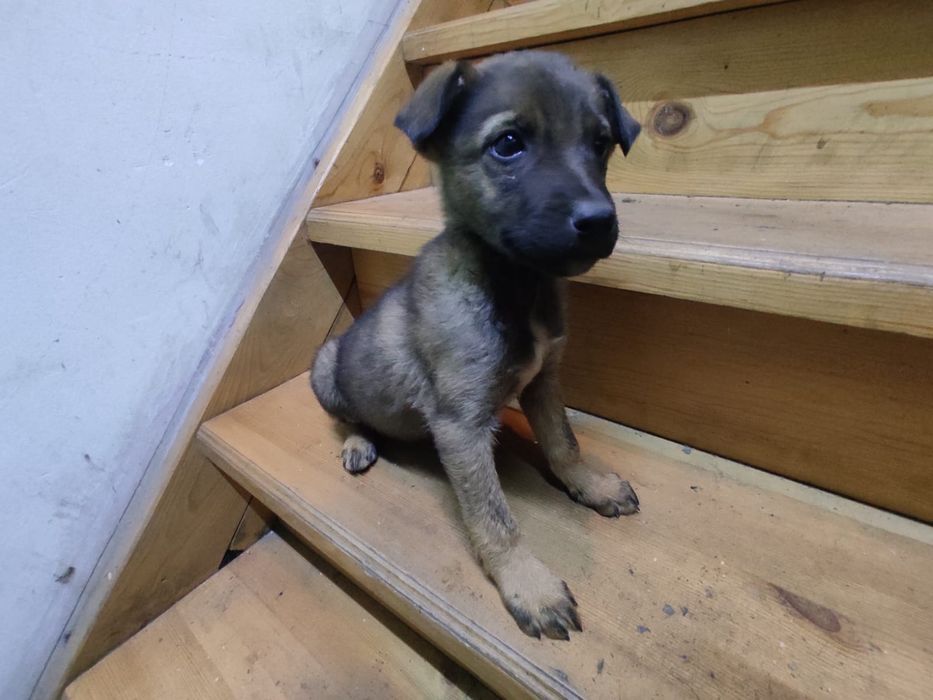 Щенок помесь овчарка