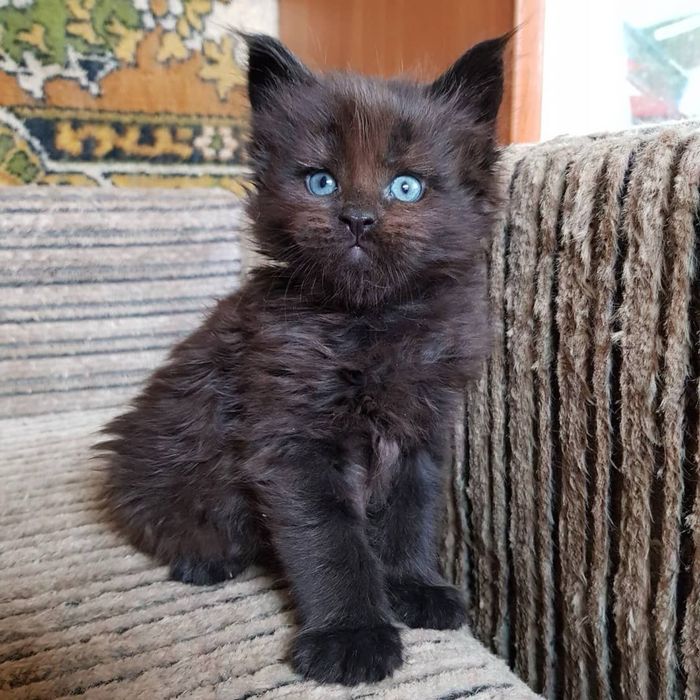 Maine Coon fetița