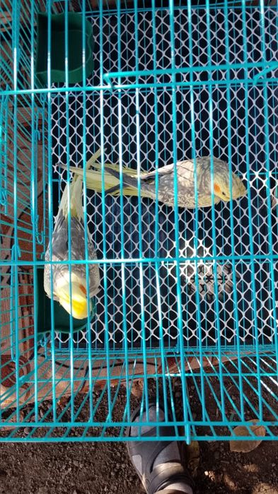 Карелла Попугайчик