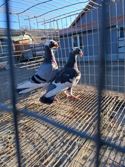 Porumbei voiajori germani