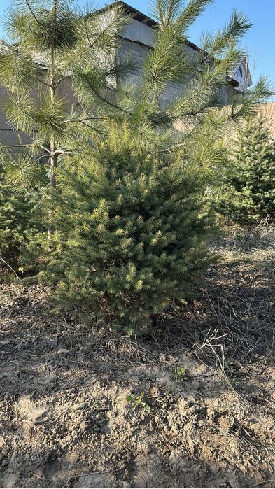 Голубой ель местный сатылады