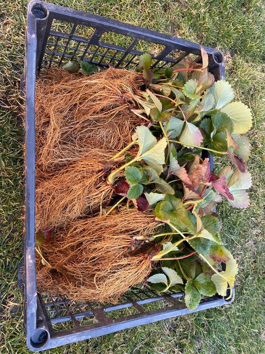 Stoloni căpșuni remontante